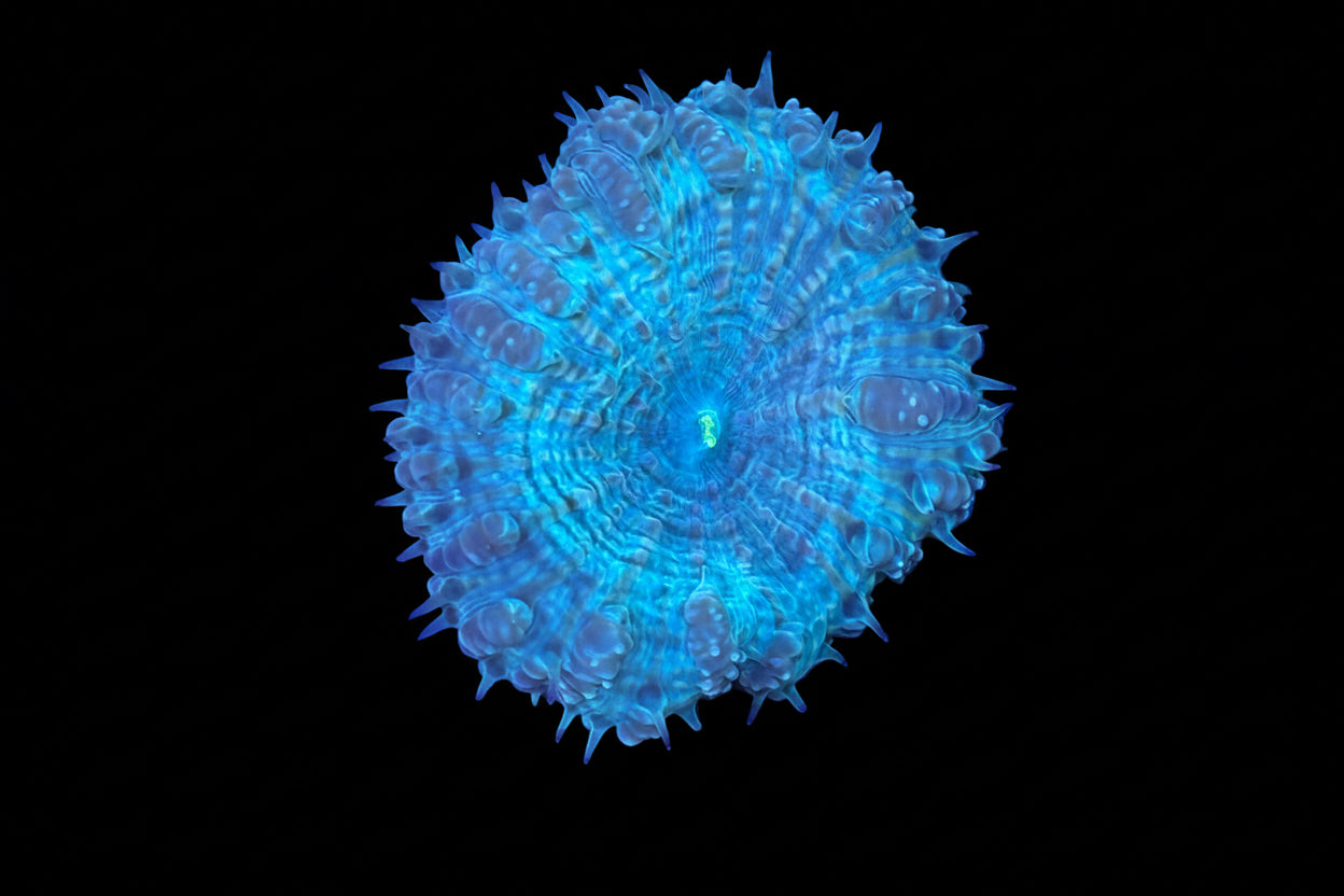 People Eater Blastomussa Wellsi WYSIWYG