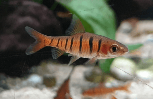 African Blue barred Barb