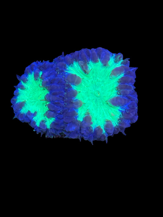 Jesture Blastomussa Wellsi WYSIWYG