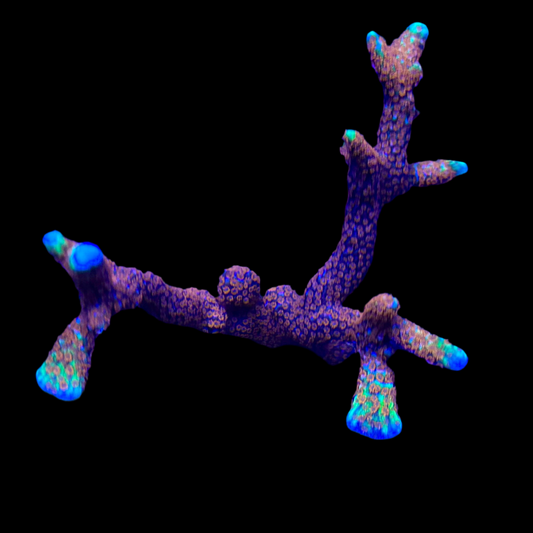 Forest Fire Digipora wysiwyg