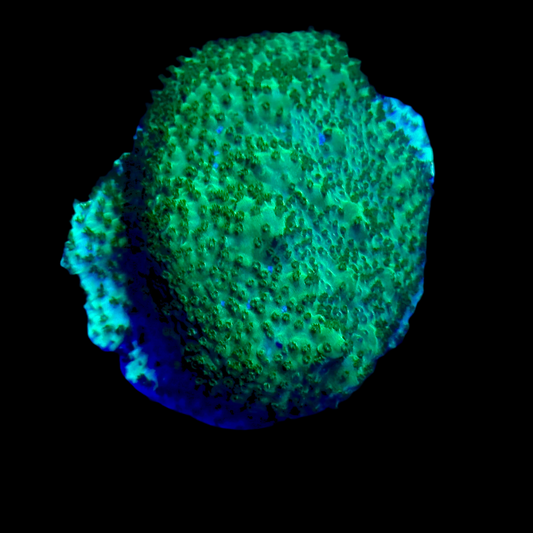 Encrusting montipora wysiwyg