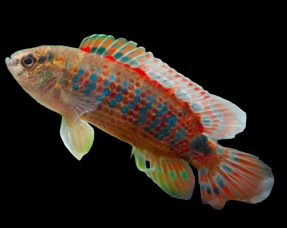 Burmese Scarlet Badis Juvi