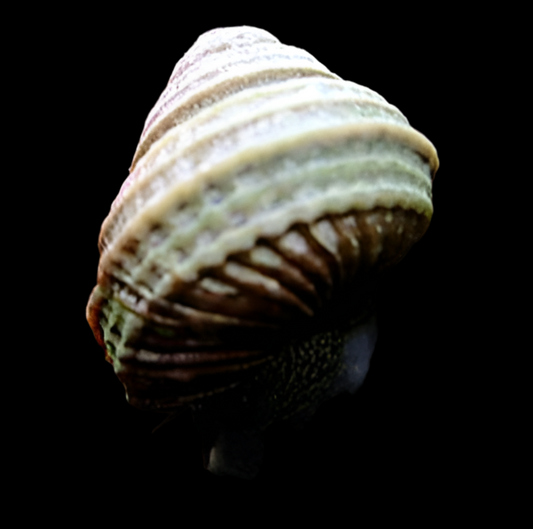 Turbo Snail - Celetai persculpta