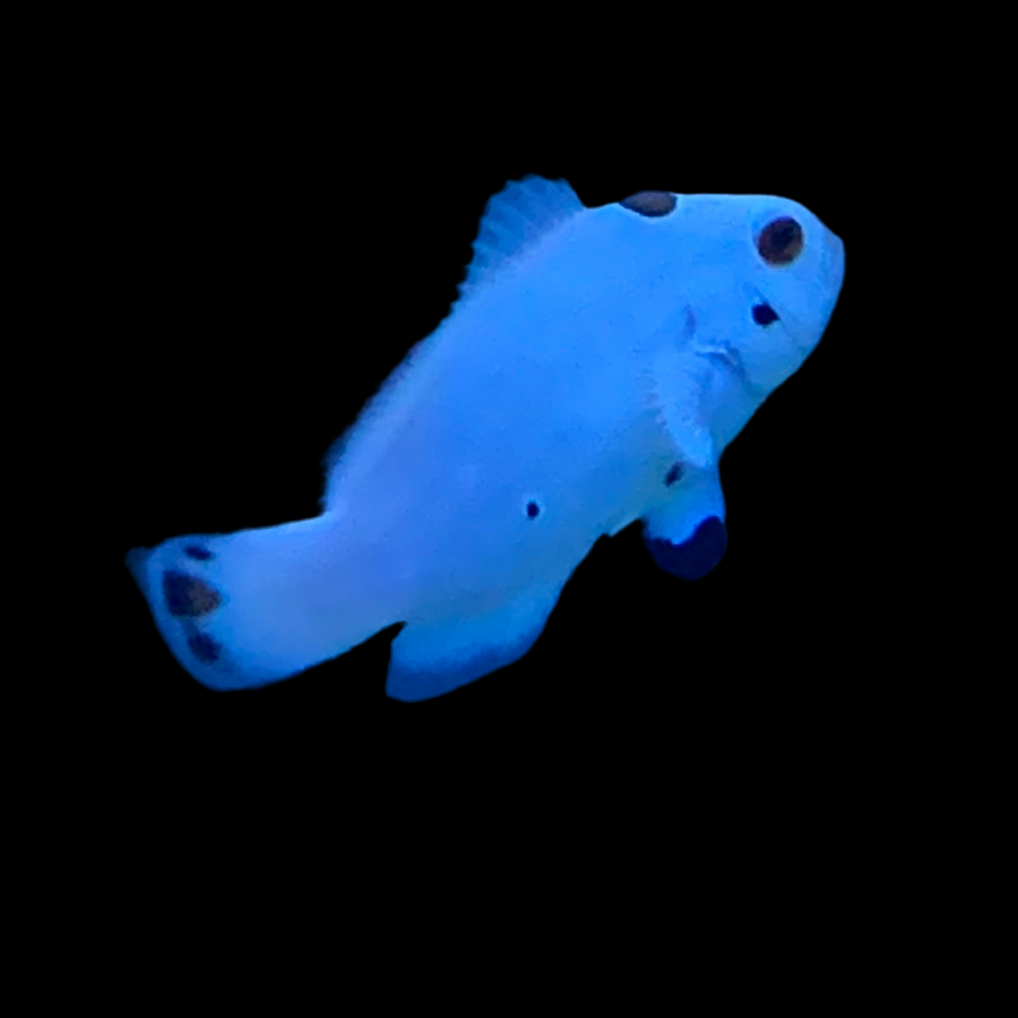 Captive Bred Platinum Storm Clownfish