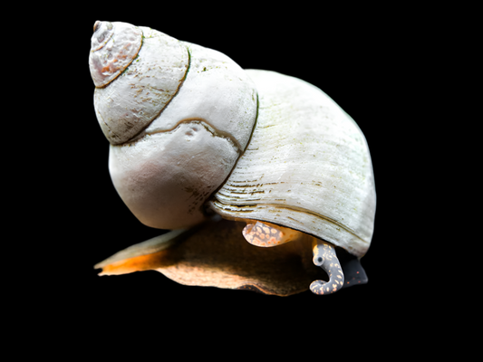Wizard White Snail - Filopaludina martensi
