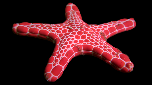 Biscuit Starfish Lg