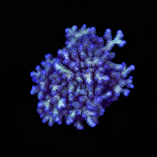 Green Pocillipora colony wysiwyg