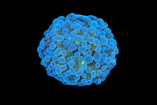 Yellow stem teal tip frammer frags