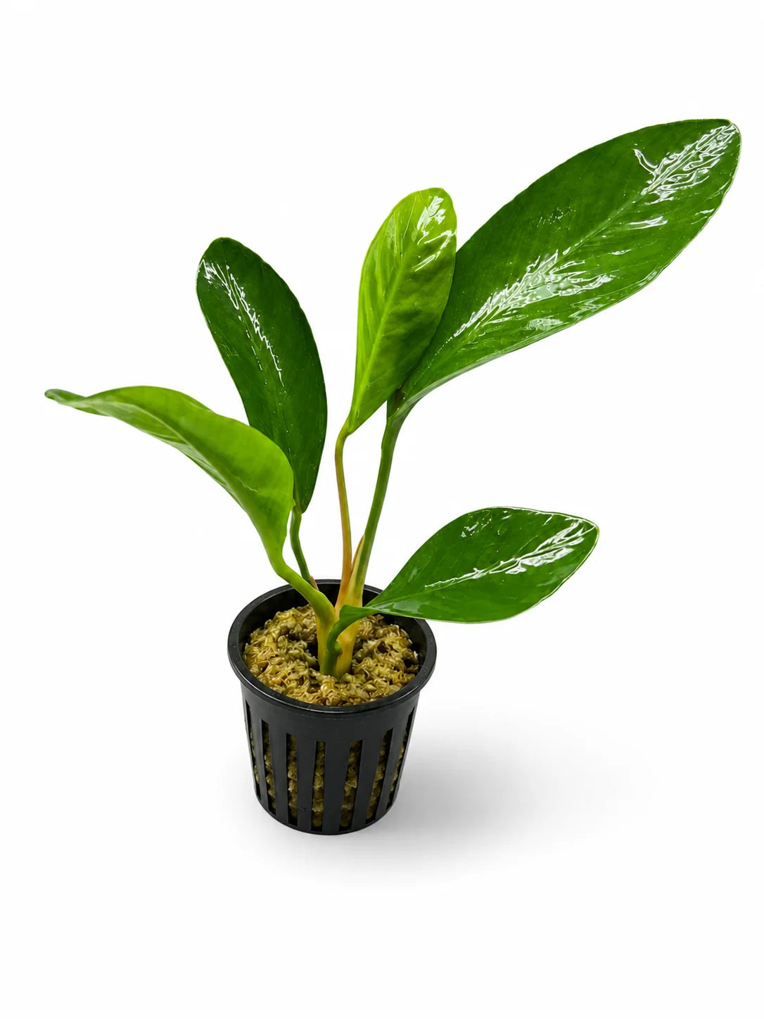 Anubias Congensis Afishionados