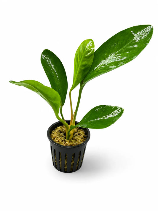 Anubias Congensis Afishionados