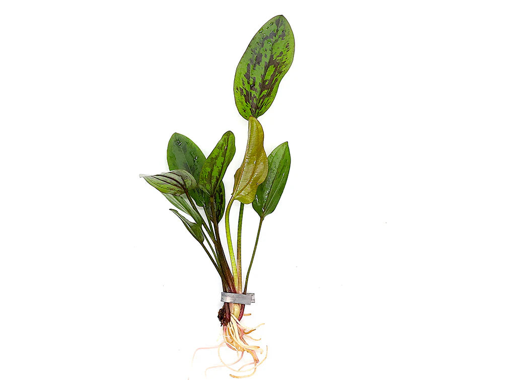 Chocolate Marble Sword Plant (Echinodorus sp. ‘Chocolate Marble’)
