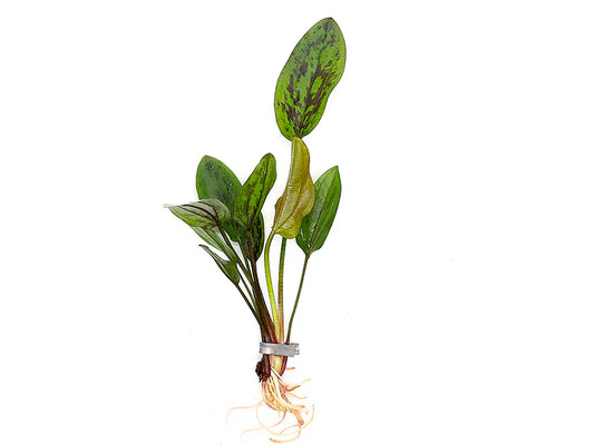 Chocolate Marble Sword Plant (Echinodorus sp. ‘Chocolate Marble’)
