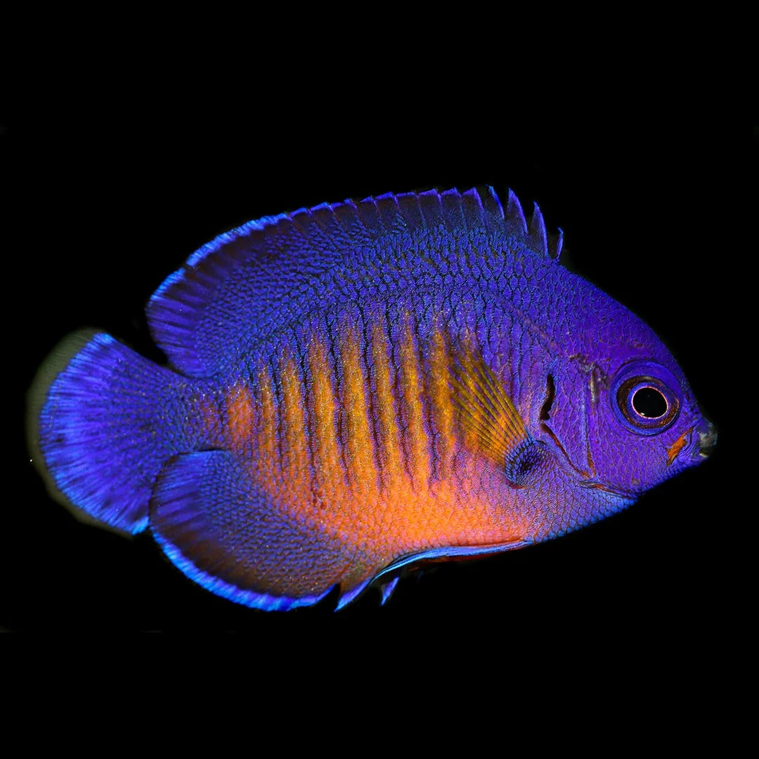 Captive Bred Coral Beauty Angelfish Concrete Blonde Aquatics