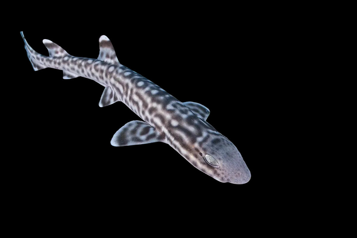 Coral Catshark - Atelomycterus marmoratus