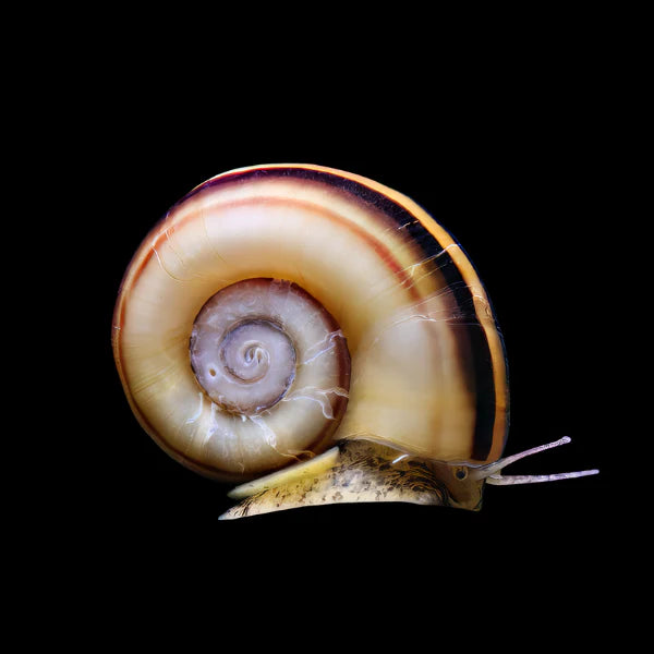 Striped Ramshorn Snail (Marisa Cornuarietis)