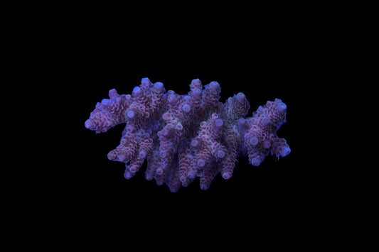 Indo Acropora Wysiwyg 11