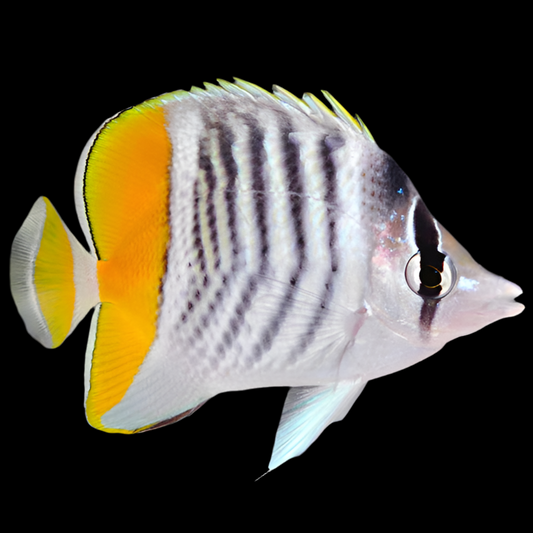 Mertensii Butterflyfish