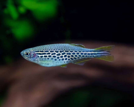 Ocelot Danio - Danio Kyathit