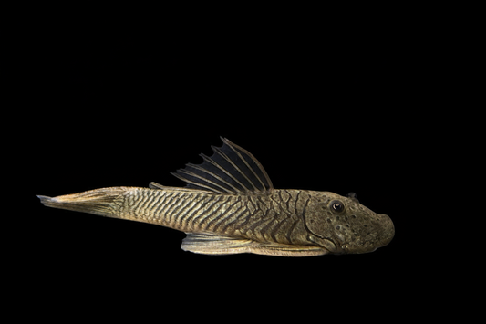 RubberNose Pleco -  L187