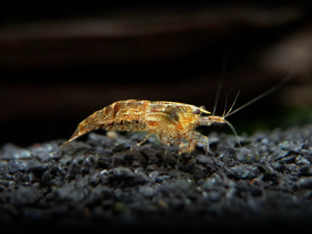Neocardina Shrimp