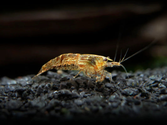 Neocardina Shrimp