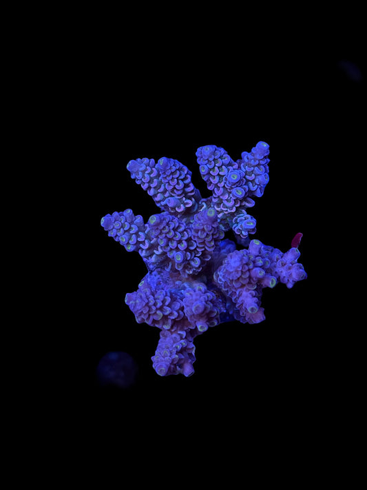 Indo Acropora Wysiwyg 8