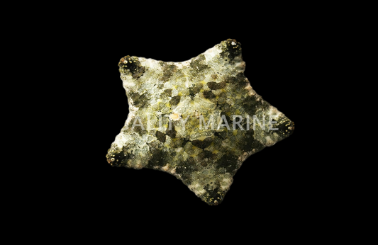 Anthenea pentagonula starfish