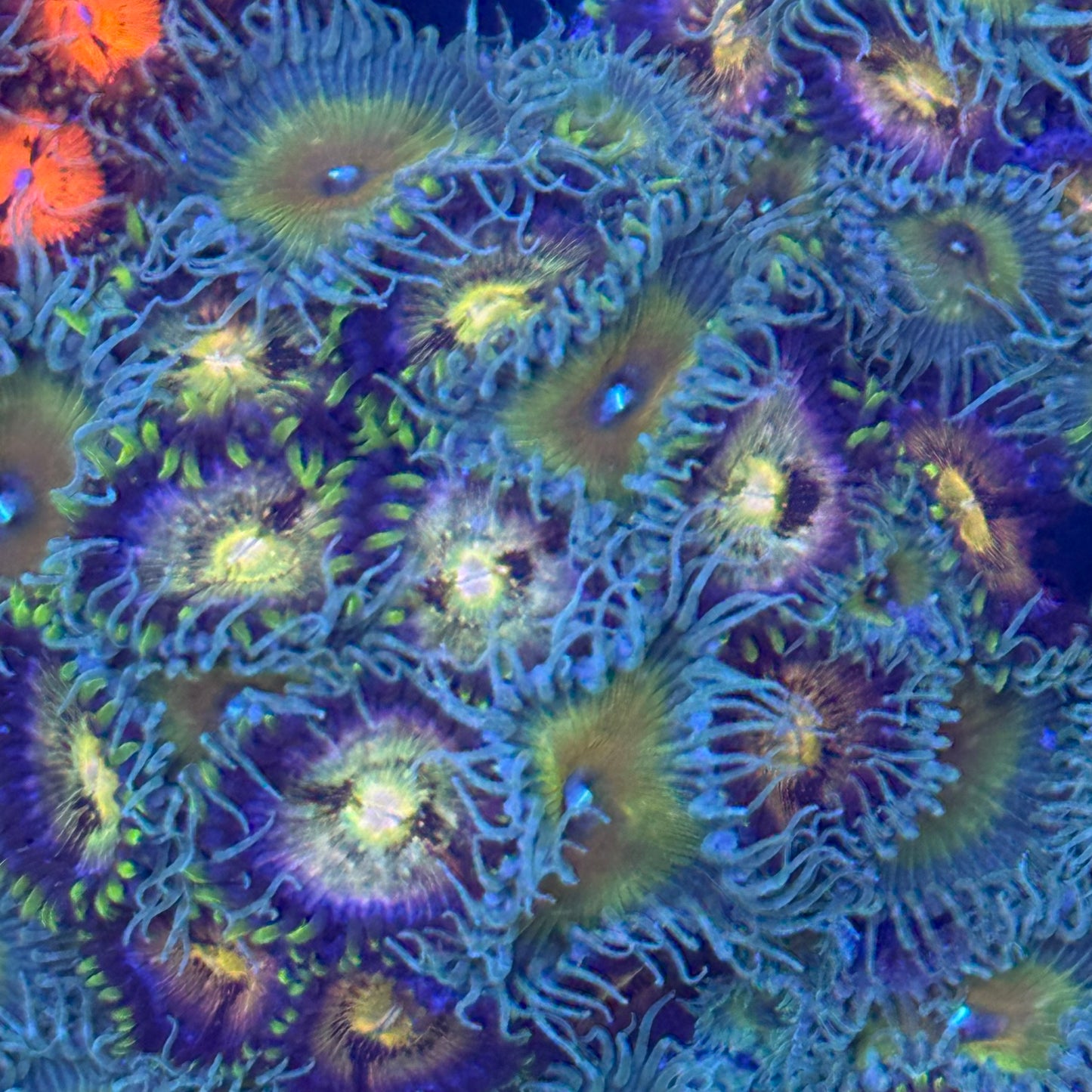 Mixed Zoanthids