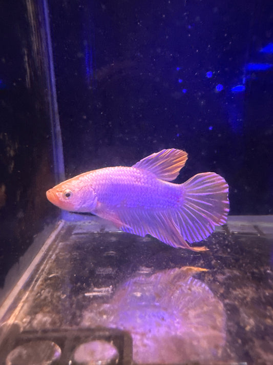Betta HMPK Gold Dragon Lalaki