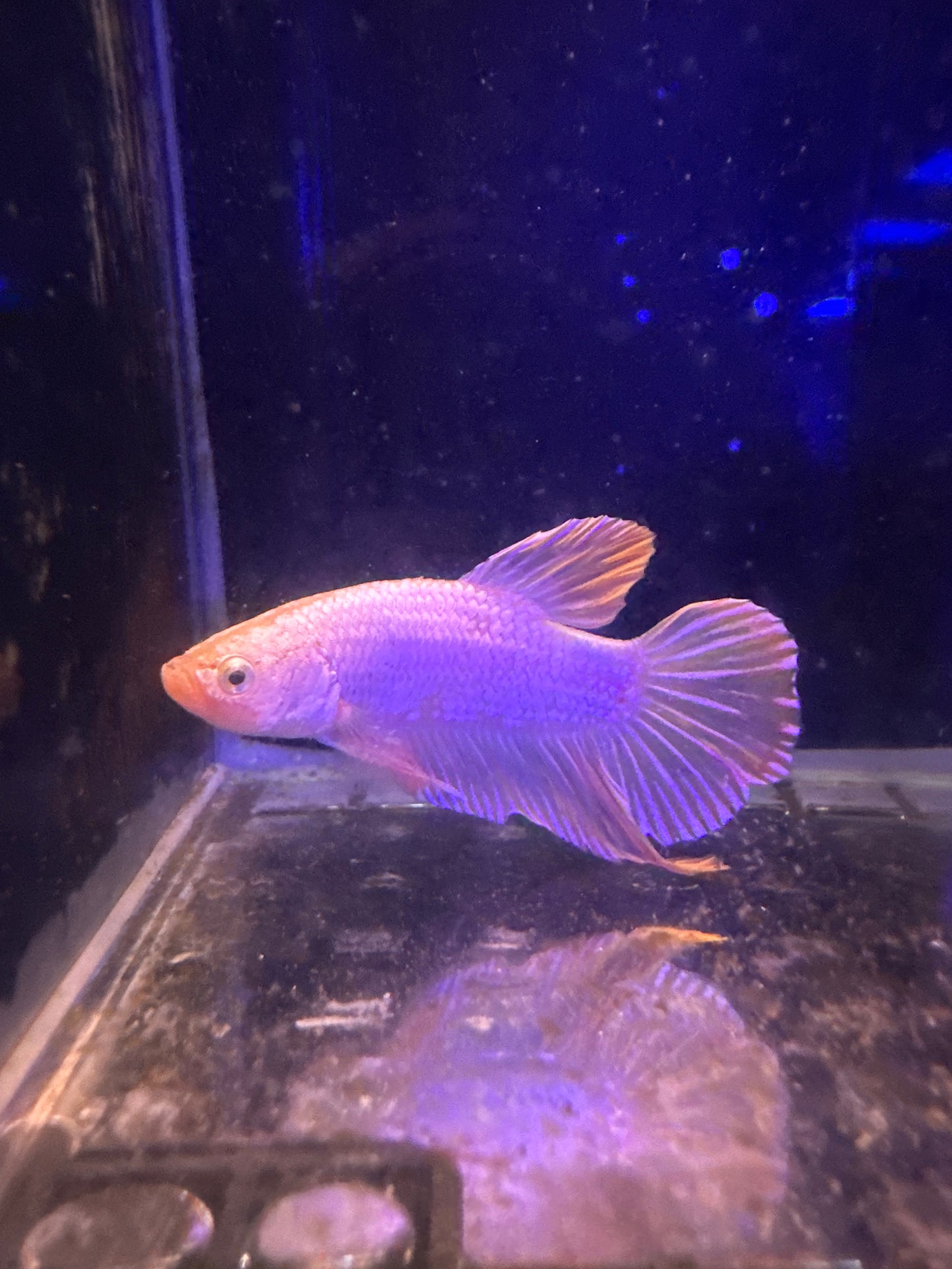 Betta HMPK Gold Dragon Male