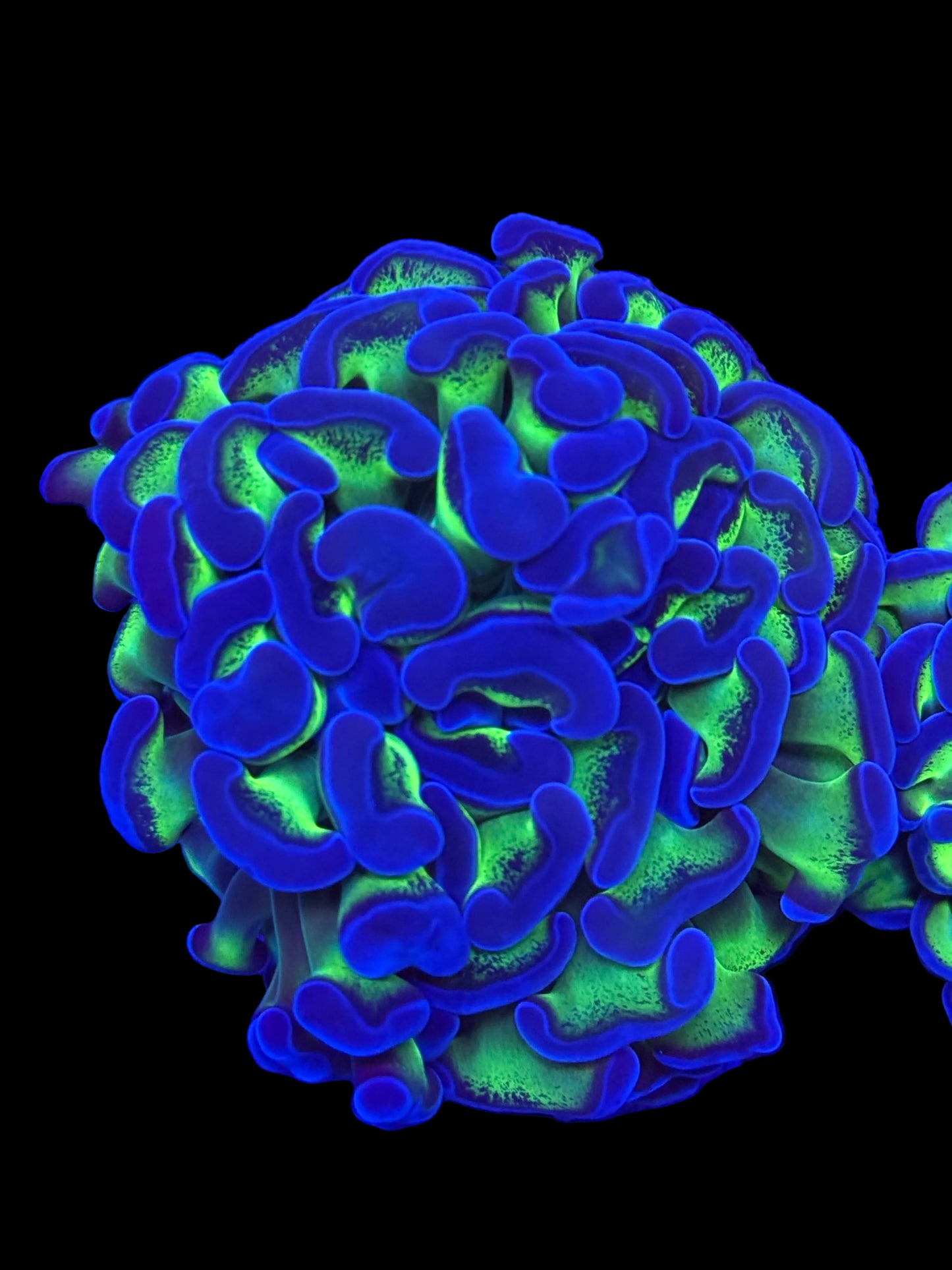 Aussie Metallic toxic stem Blue halo Hammer frags