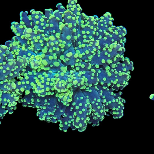 Yellow tip Octo Frogspawn