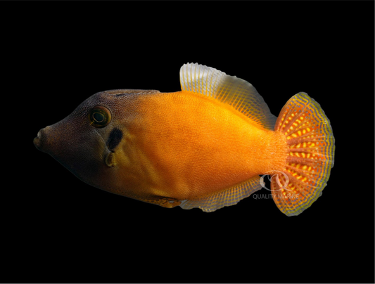 Orange Body Filefish