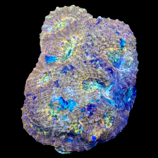 Acanthastrea ultra frags