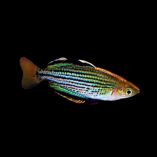 Dwarf MacCulloch’s Rainbow Fish - Melanotaenia maccullochi