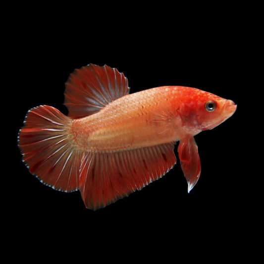 Betta Plakat Halfmoon Armageddon