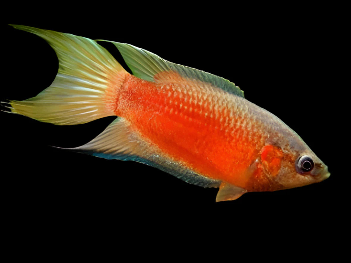 Red paradise fish
