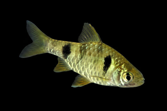 Dwarf green barb
