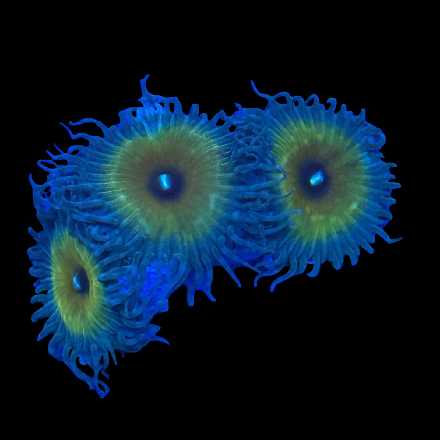 Captain Jerk Zoanthid