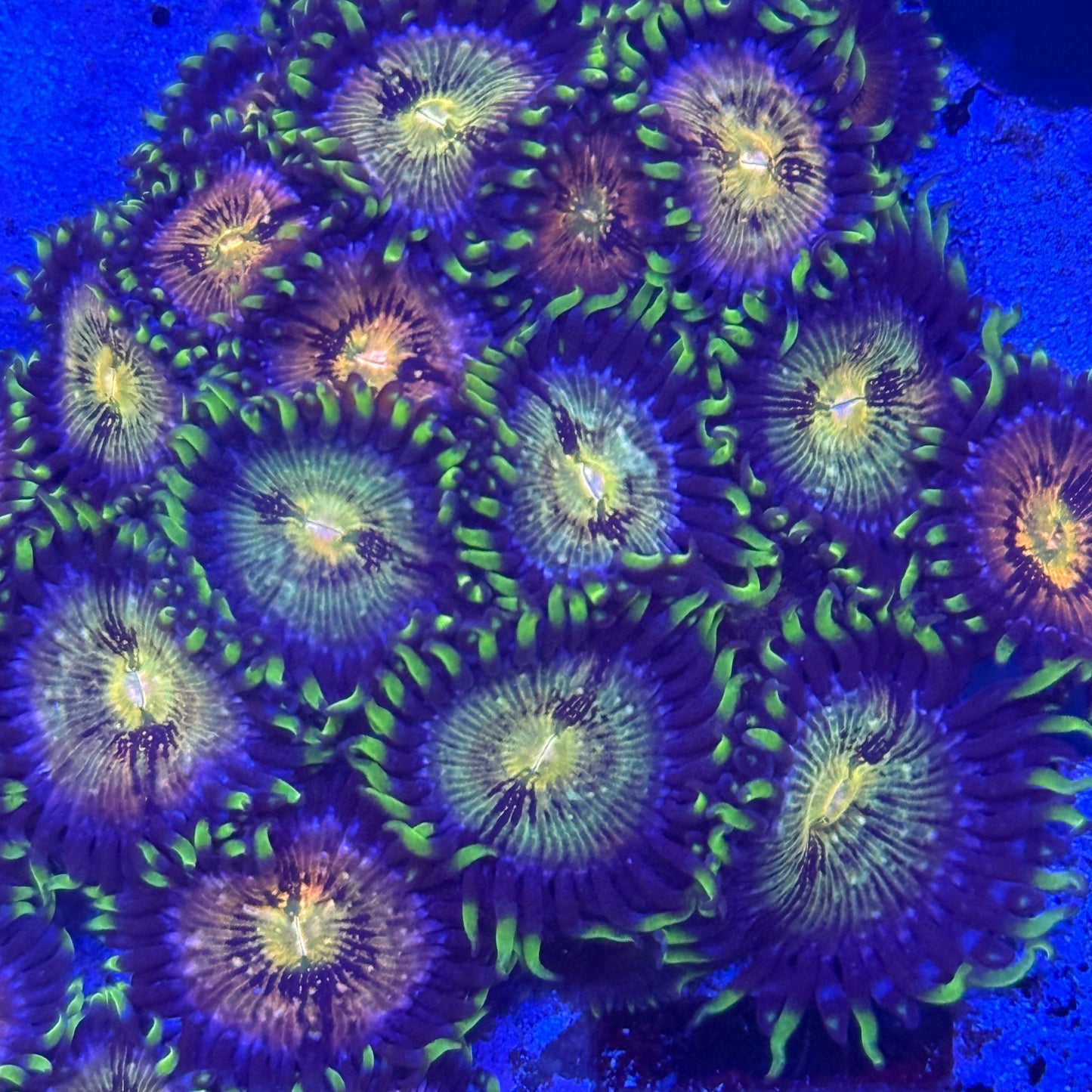 Mixed Zoanthids