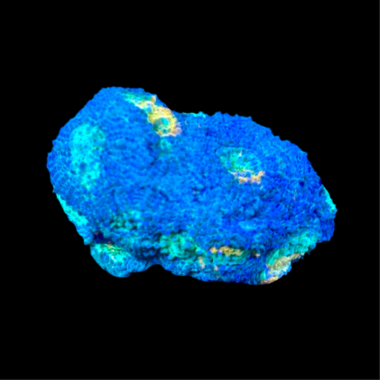 Acanthastrea ultra wysiwyg