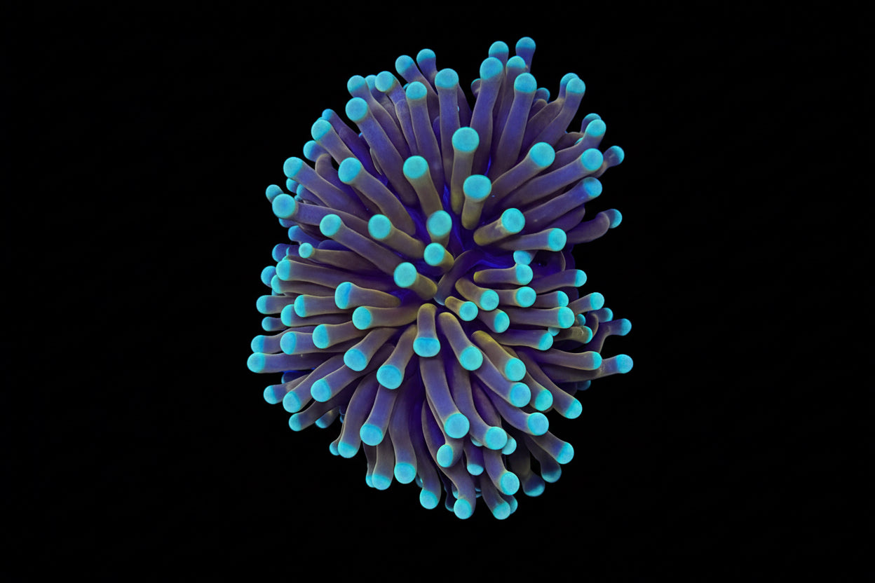 Aussie Jesture Gold Torch