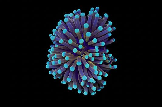 Aussie Jesture Gold Torch