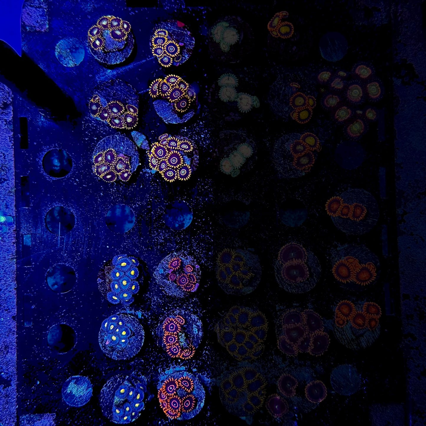 Designer Zoanthid Frags $60