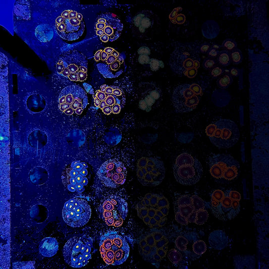 Designer Zoanthid Frags $60