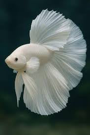 Betta Super Delta White Ghost Male