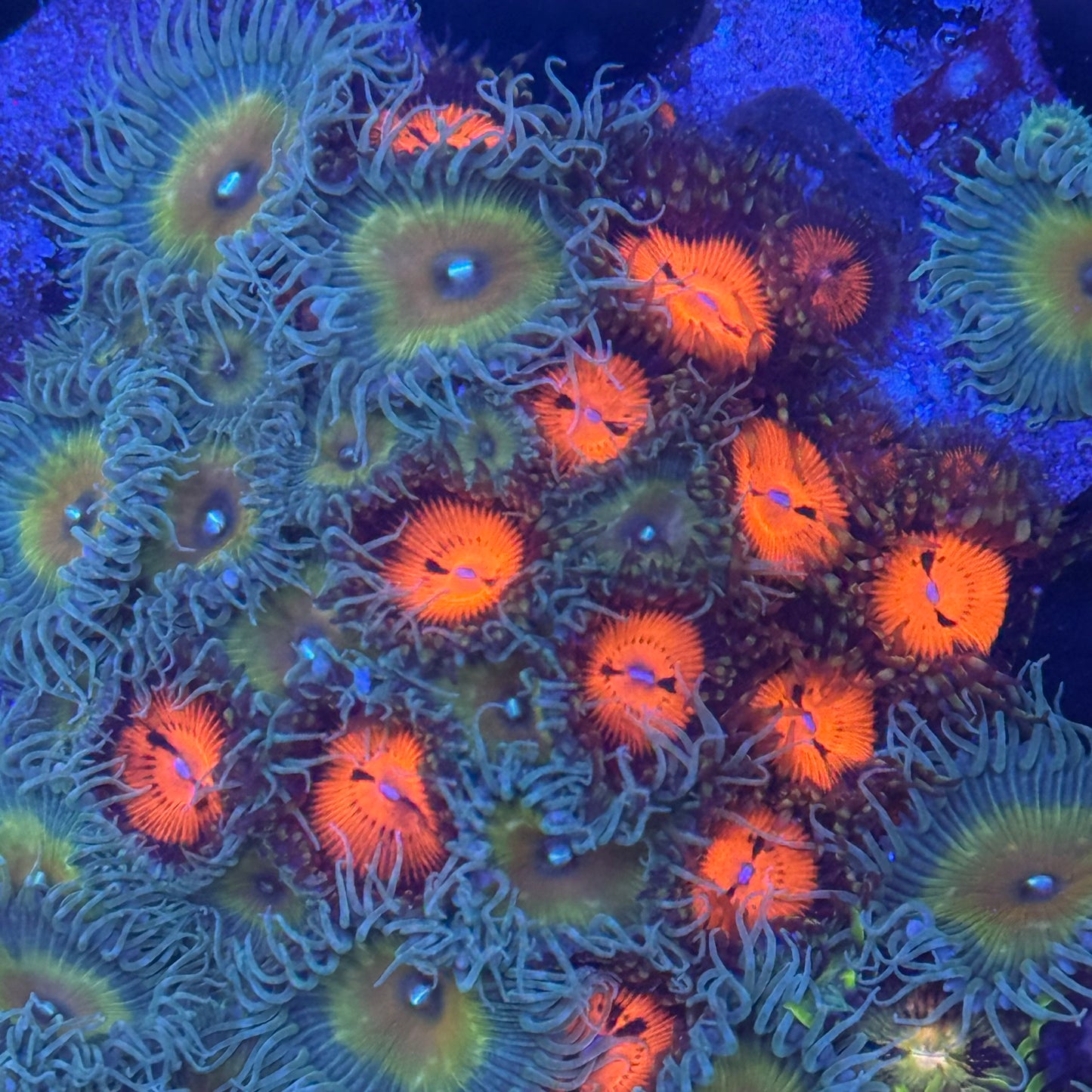 Mixed Zoanthids