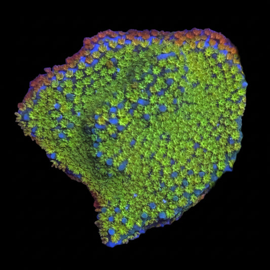 Rainbow Encrusting Montipora