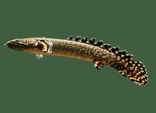Bichir Ornate - Polypterus Ornatipinnis Indonesia