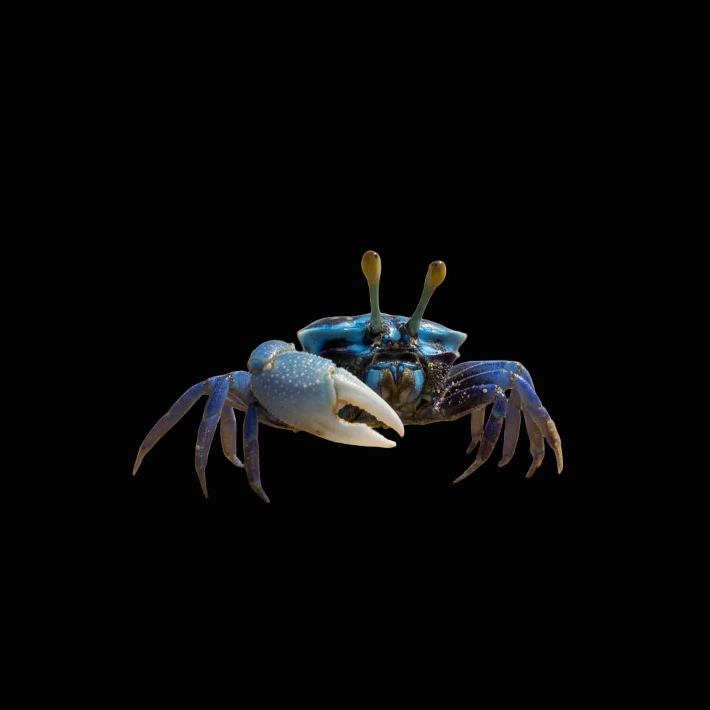Blue Fiddler Crab Concrete Blonde Aquatics